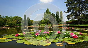 Water Lilies photo